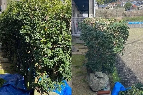 剪定作業事例です。